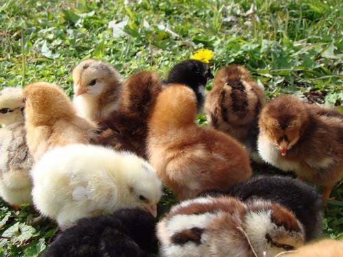 Pollitos criollos mixtos