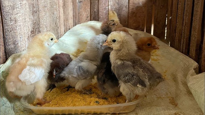 Pollitos criollos disponibles