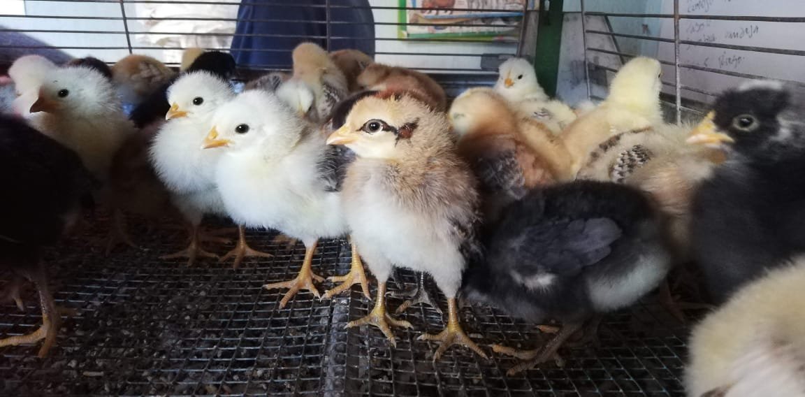 Pollitos criollos de doble propósito