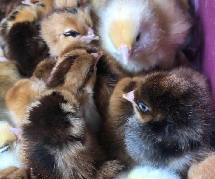 Pollitos recién nacidos