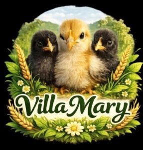 Pollo Criollo VILLA MARY